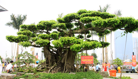 Bonsai, cay canh nghe thuat, cây cảnh nghệ thuật, cay the, cây thế, triển lãm bonsai, trien lam bonsai, triển lãm cây thế, trien lam cay the